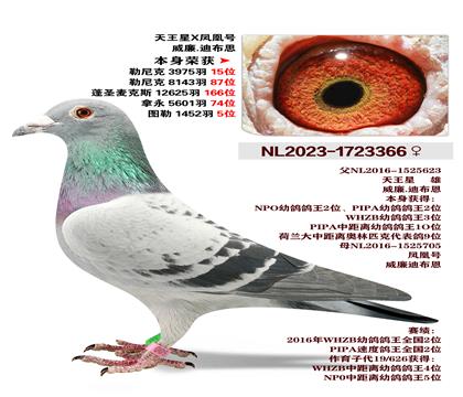 ����.�ϲ���-������X��˺�