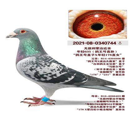 �޵������ν�������635��������ֱ�