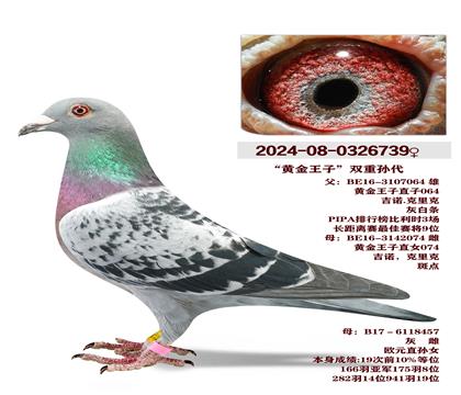 ���ƽ����ӡ�˫�����