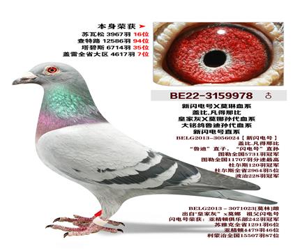 �Ǳ�.�����Ǳ�-������³�����Ѫϵ