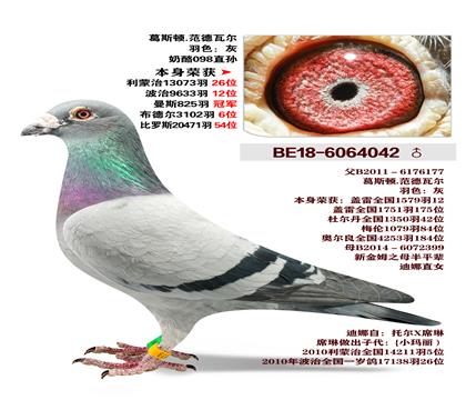 ��˹��.�����߶�-����098ֱ��