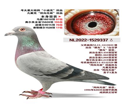 ������������-С�Ͽ˻�Ѫ-�����޵�