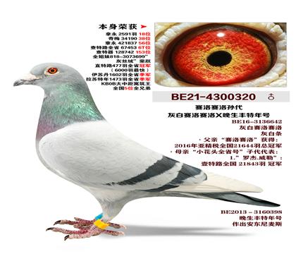 �������-�Ұ�����X�����������