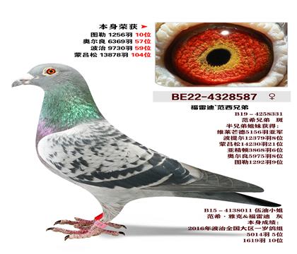 �ٰ���-���׵�.�����ֵ�