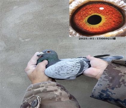 ����Ӣ64��ֱ��