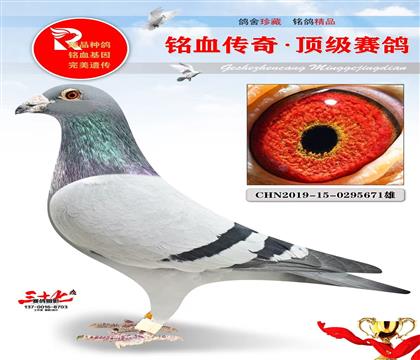 ��ʢ�������6���������ָ�