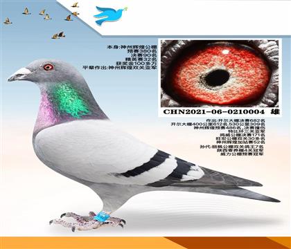 ���ݻԻ;���90������������Ƽ�