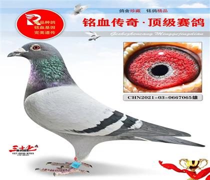 ��ɽ���⡢������������