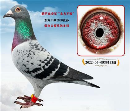 �Ƽ�����«��������������ܡ�2828��ֱ��