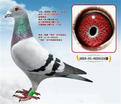 ��˹�����ҡ�240X����ȫƽ��ֱŮ��