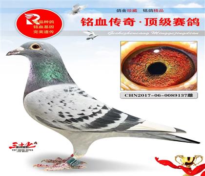 ��õĵ϶��͡�����106��