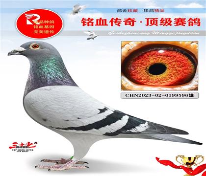 �����Ӯ�������������6��ƽ��