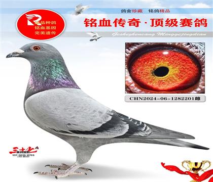 ��ʱ��911ֱ�ӡ�����