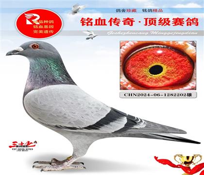 ��ʱ��911ֱ�ӡ�����