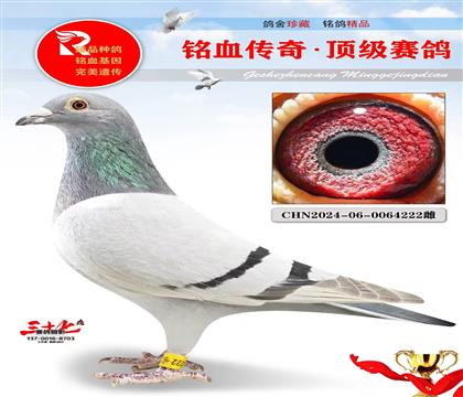 ����NPOȫ���Ǿ�ֱŮ