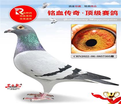 ղ��˹802���塢��Ѫ