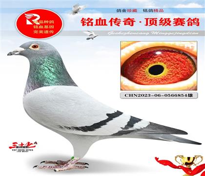 �ھ��š�����������ǳ���