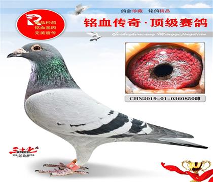 ����ׯ԰����