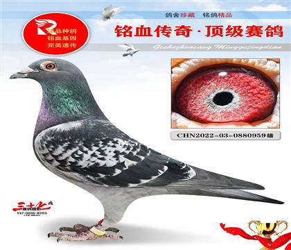 ������ҵ��������Ѫֱ��