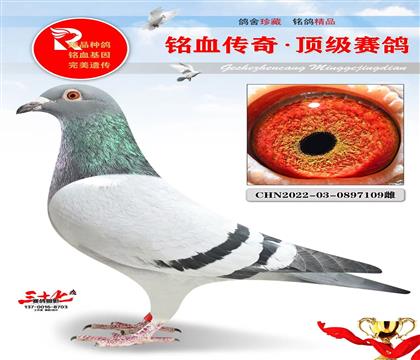 ������ҵ����������Ů