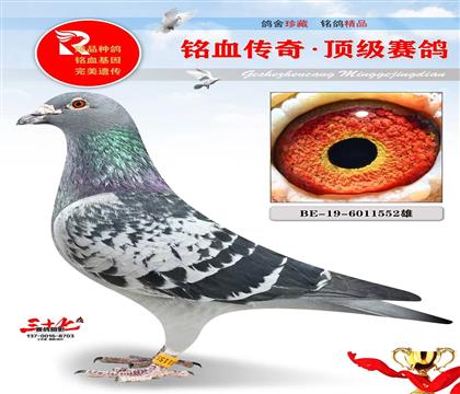 ������ӥֱ����˷ǳ��Ƽ�