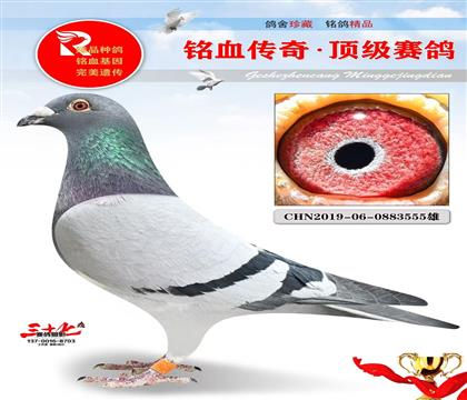 ���ٺ�ֱ��555������ǰʮ����