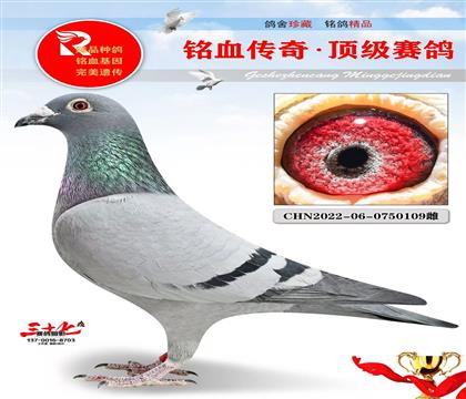 �����������˺�ϲ��