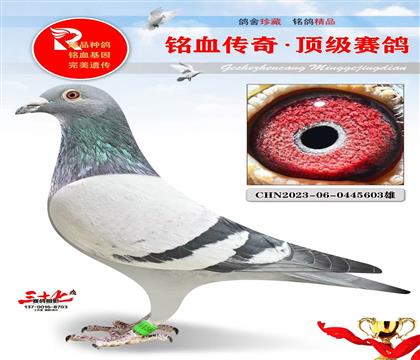 �����޵л�Ѫ