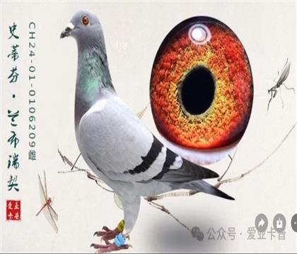 �������ǿ����ָ�-������������698