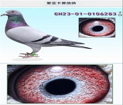 �������ǿ����ָ�-��ͯ��X����698