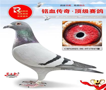 4����ھ�ƽ��