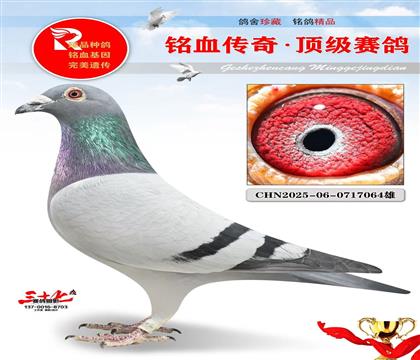 4����ھ�ƽ��