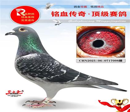 ��Ӧ�ݺں���