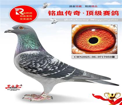 ��Ӧ�ݺں���