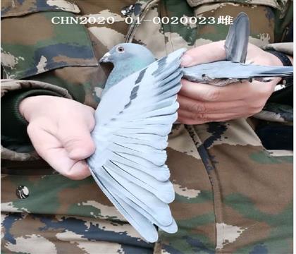 ����Ҽ�Ÿ����ű�����С�Ӷ��ؽ��׻�Ѫ