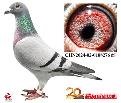 ŷ���������ھ�ֱŮ���ɸ�X�Ǳ�