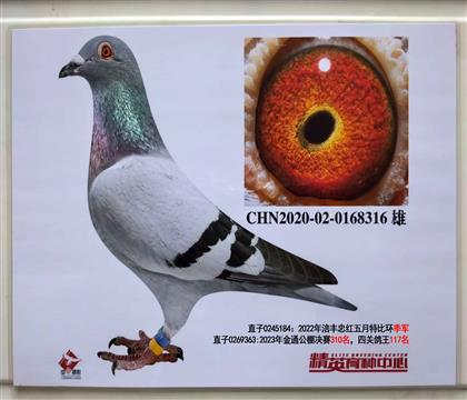 ŷ��������С�ӽ��׻�Ѫ���رȼ����ĸ���