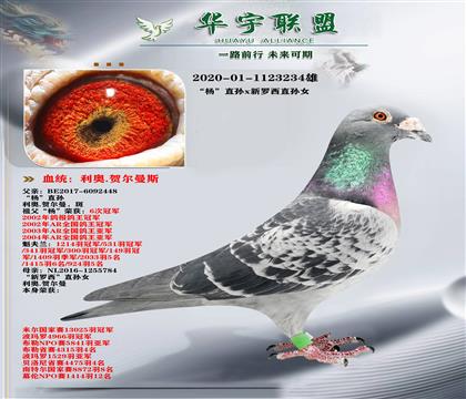 利奥 鸽王杨直孙X新罗西直孙女