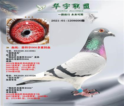 大铭鸽 奥林匹克 基特尔006直孙X直女