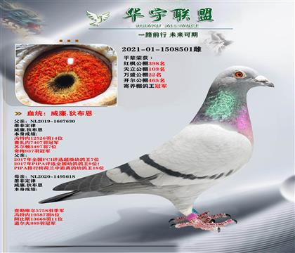 威廉迪布恩 墨菲定律直子X直女