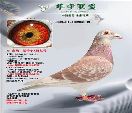 世界大铭鸽 基特尔 超强溶血