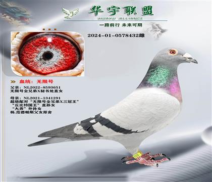 世界大铭鸽 秘书处直子X大奔直孙女