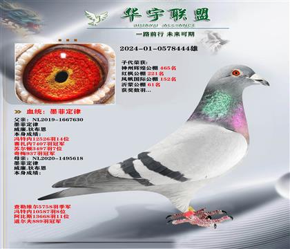 威廉迪布恩 墨菲定律直子X直女