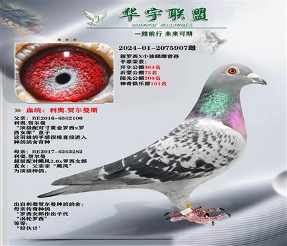 利奥 新罗西X独眼雌曾孙代 金姆