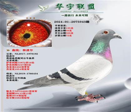 速度之王 林波尔 超级金姆