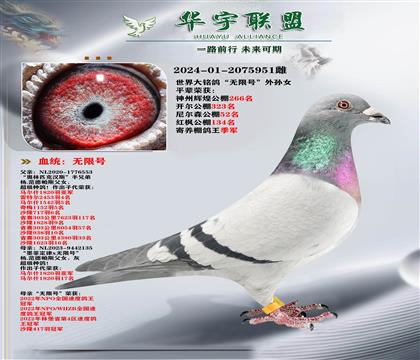 世界大铭鸽 无限号 外孙女