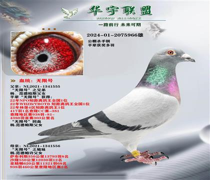 杨范德帕斯 无限号全平辈做出