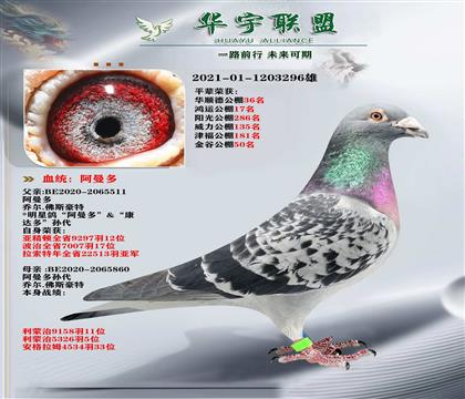 阿曼多 直孙X直孙女 超级大铭鸽