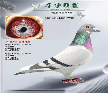 大铭鸽 吉林克斯 小明星超级金姆