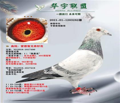 最红血系 公棚利器 好花号